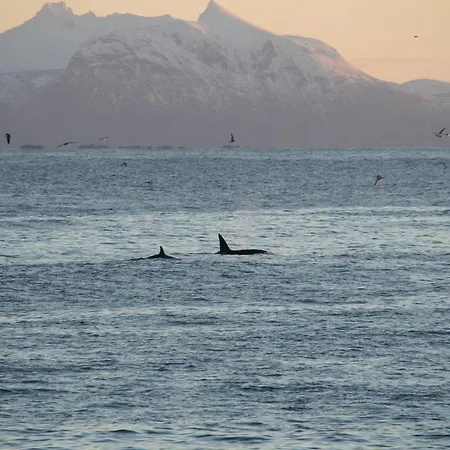 Sentralen * Andenes